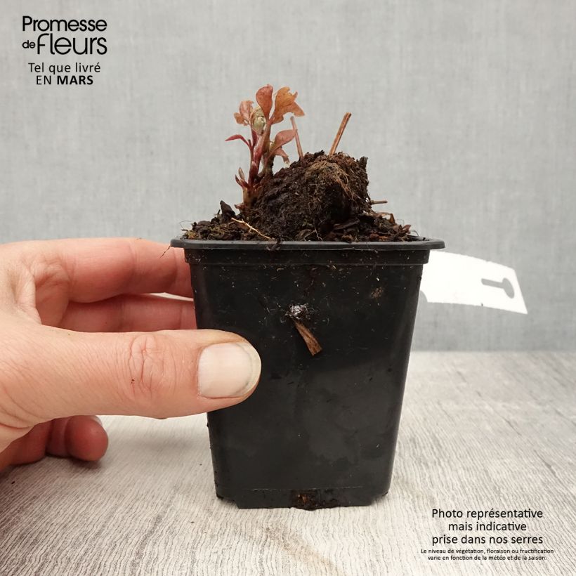 Clematis Duchess of Edinburgh - Clematide Vasetto da 8/9 cm esemplare consegnato in primavera