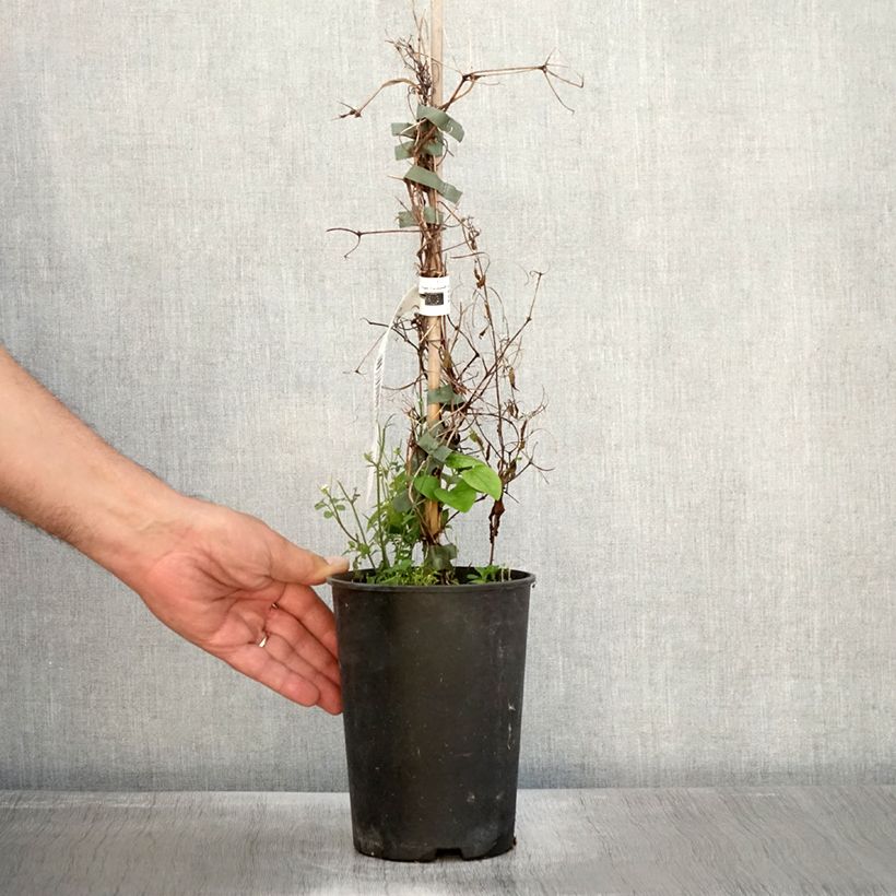 Esemplare di Clematis Etoile Nacrée - Clematide Vaso da 2L/3L come consegnato in autunno