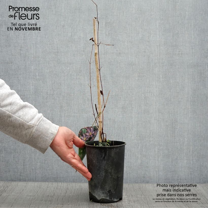 Esemplare di Clematis Exciting - Clematide Vaso da 2L/3L come consegnato in autunno