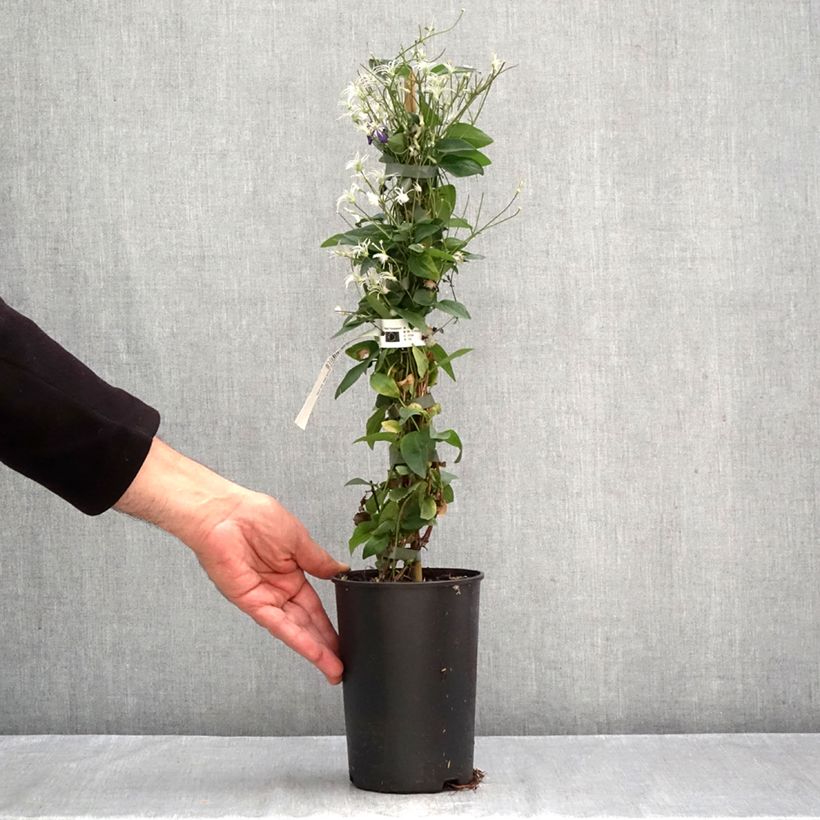 Esemplare di Clematis flammula Aromatica - Clematide fiammola Vaso da 2L/3L come consegnato in autunno