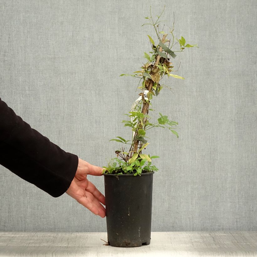 Esemplare di Clematis Rubromarginata - Clematide Vaso da 2L/3L come consegnato in autunno