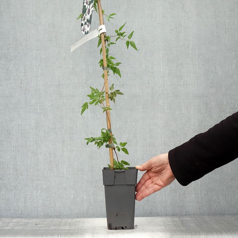 Esemplare di Clematis florida Sieboldii - Clematide Vaso da 2L/3L come consegnato in autunno