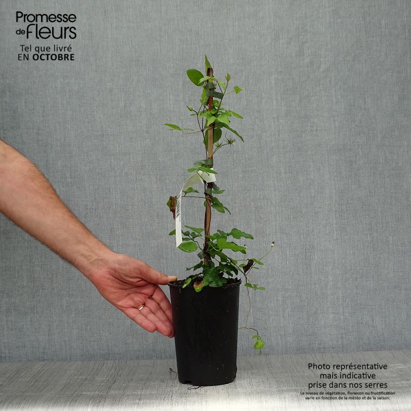 Esemplare di Clematis jackmanii Forever Friends - Clematide Vaso da 2L/3L come consegnato in autunno