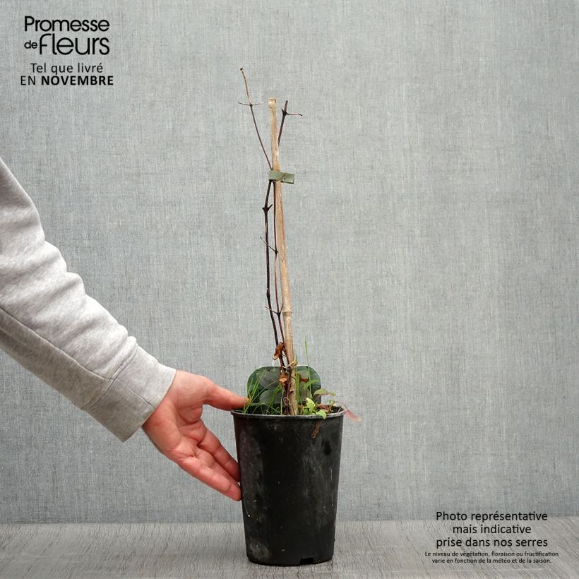 Esemplare di Clematis Fuji Musume - Clematide Vaso da 2L/3L come consegnato in autunno