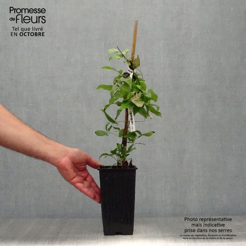 Esemplare di Clematis H. F. Young - Clematide Vaso da 1,5L/2L come consegnato in autunno