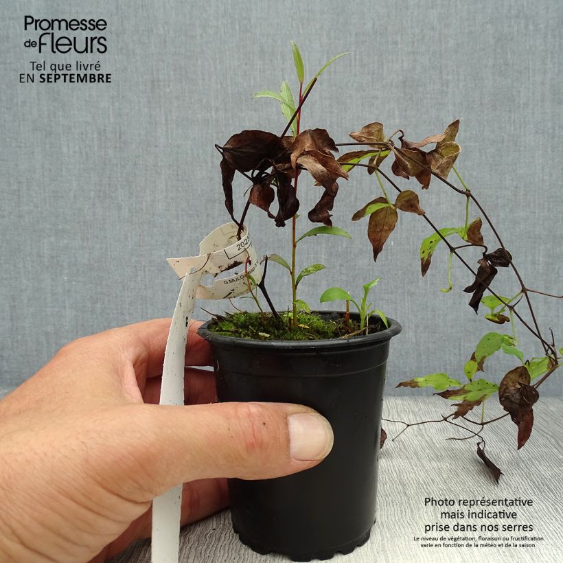 Esemplare di Clematis Hagley hybride - Clematide Vasetto da 8/9 cm come consegnato in autunno