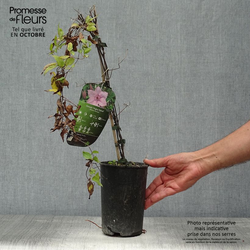 Esemplare di Clematis Hagley hybride - Clematide Vaso da 2L/3L come consegnato in autunno