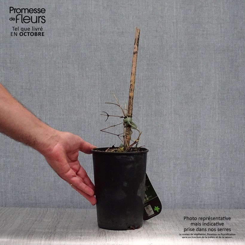 Esemplare di Clematis Hanagurama - Clematide Vaso da 2L/3L come consegnato in autunno