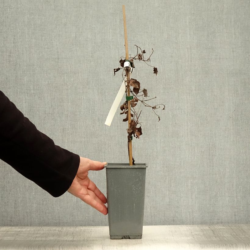 Esemplare di Clematis Hania - Clematide Vaso da 1,5L/2L come consegnato in autunno