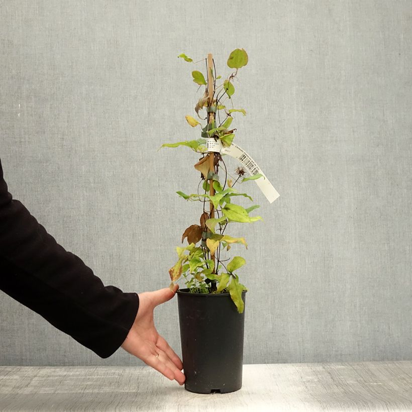 Esemplare di Clematis Hania - Clematide Vaso da 2L/3L come consegnato in autunno