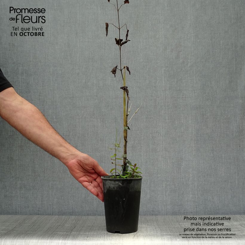 Esemplare di Clematis Hendryetta - Clematide Vaso da 2L/3L come consegnato in autunno