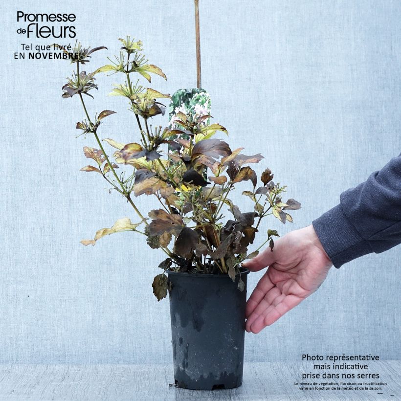 Esemplare di Clematis heracleifolia Pink Dwarf - Clematide Vaso da 2L/3L come consegnato in autunno