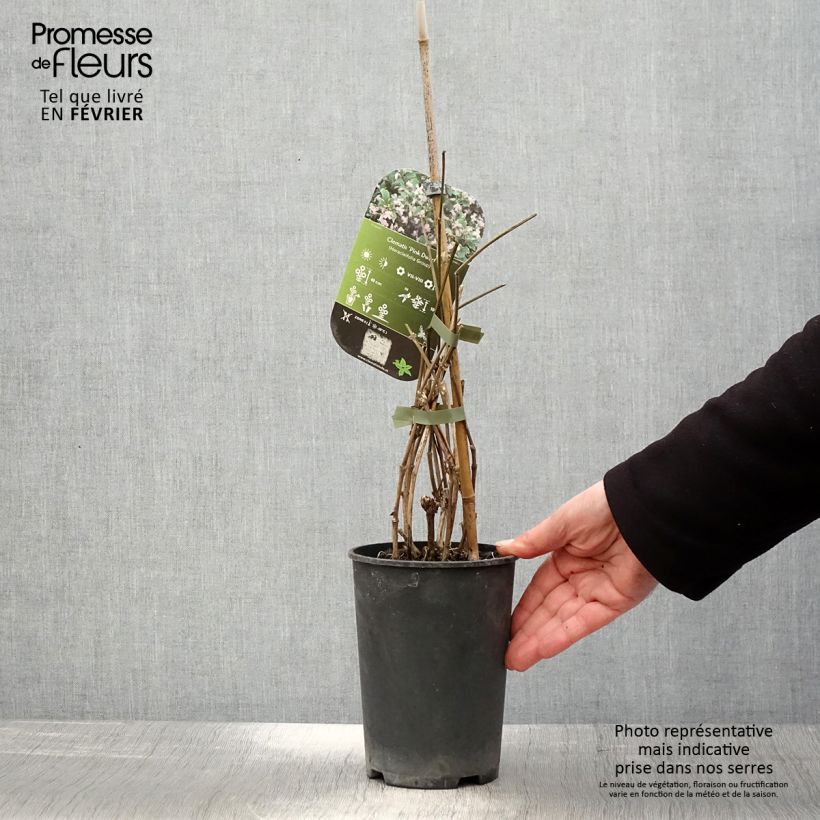 Clematis heracleifolia Pink Dwarf - Clematide Vaso da 2L/3L esemplare consegnato in inverno