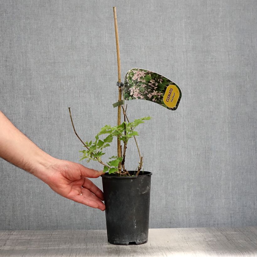 Clematis heracleifolia Pink Dwarf - Clematide Vaso da 2L/3L esemplare consegnato in primavera