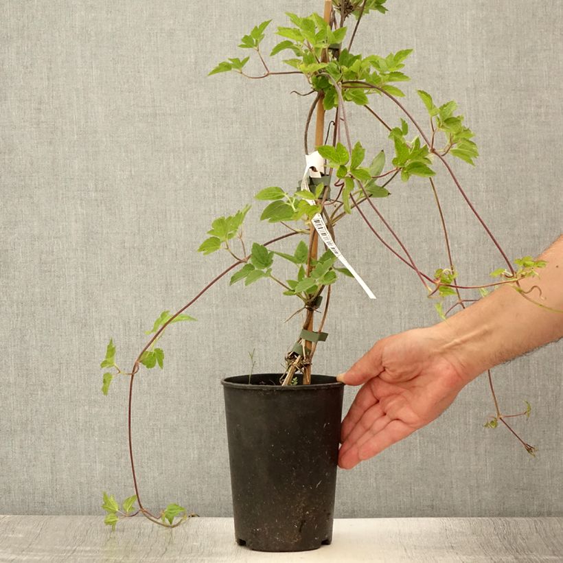 Esemplare di Clematis I am Red Robin - Clematide Vaso da 2L/3L consegnato in estate