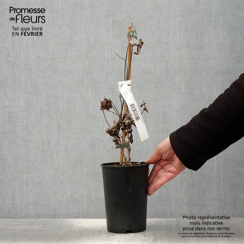 Clematis I am Red Robin - Clematide Vaso da 2L/3L esemplare consegnato in inverno