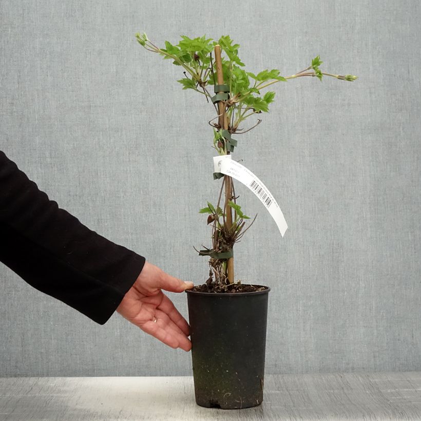 Clematis I am Red Robin - Clematide Vaso da 2L/3L esemplare consegnato in primavera