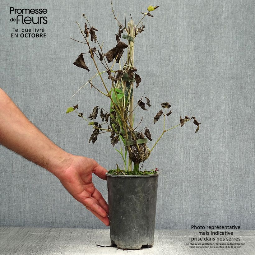 Esemplare di Clematis heracleifolia Stanislaus - Clematide Vaso da 2L/3L come consegnato in autunno