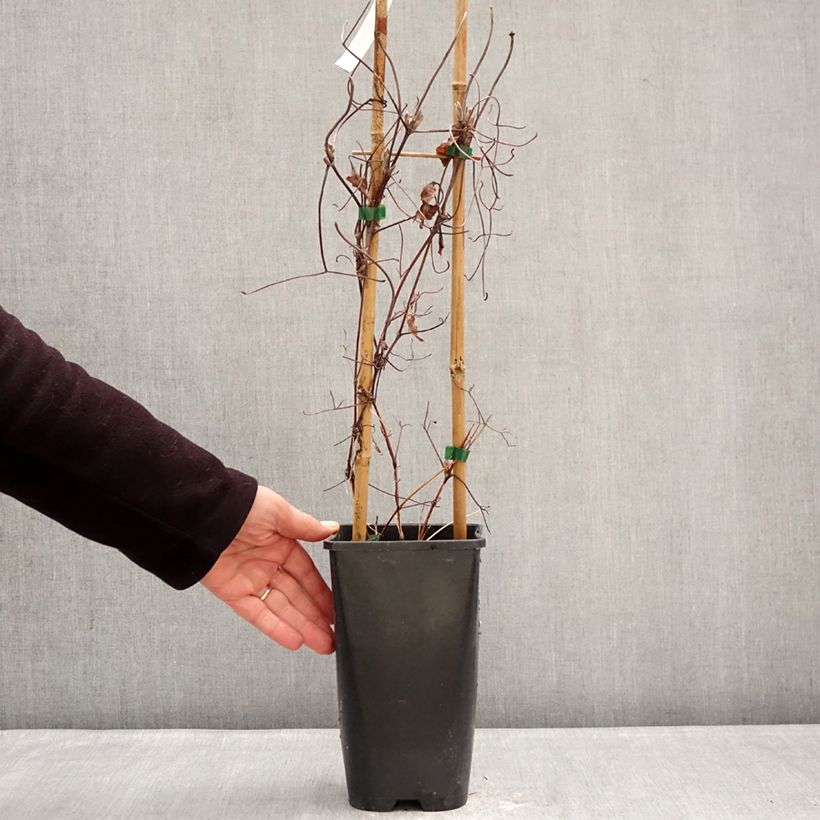 Clematis Ice Crystal - Clematide Vaso da 1,5L/2L esemplare consegnato in inverno