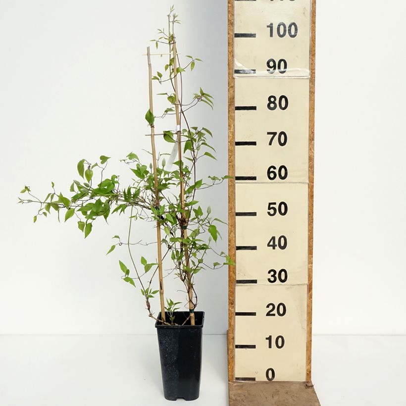 Clematis Ice Crystal - Clematide Vaso da 1,5L/2L esemplare consegnato in primavera