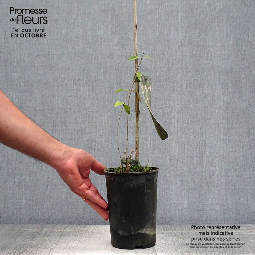 Esemplare di Clematis integrifolia Alba - Clematide Vaso da 2L/3L come consegnato in autunno