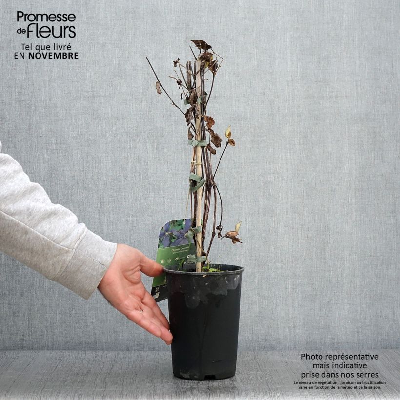 Esemplare di Clematis integrifolia Durandii - Clematide Vaso da 2L/3L come consegnato in autunno