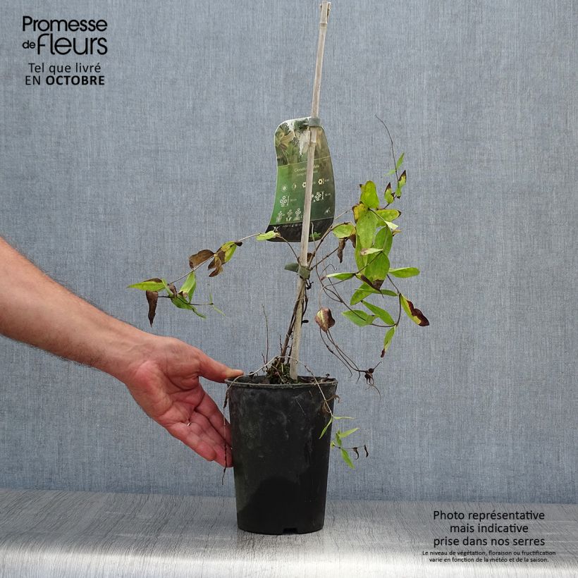 Esemplare di Clematis integrifolia - Clematide Vaso da 2L/3L come consegnato in autunno