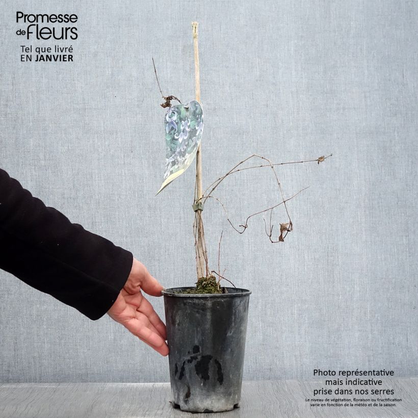 Clematis integrifolia - Clematide Vaso da 2L/3L esemplare consegnato in inverno