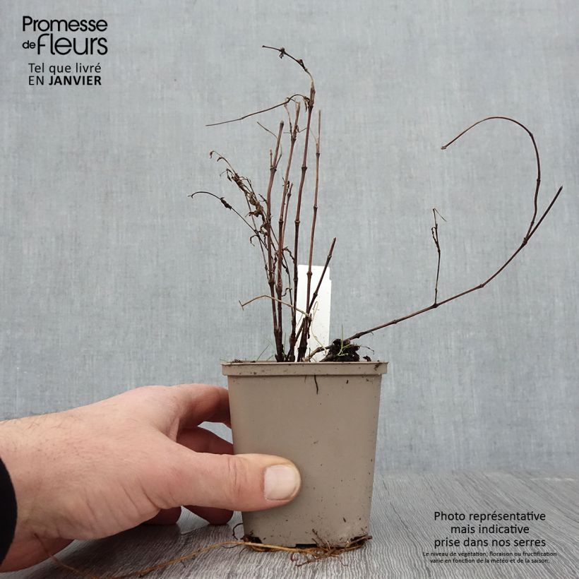 Clematis integrifolia - Clematide Vasetto da 8/9 cm esemplare consegnato in inverno