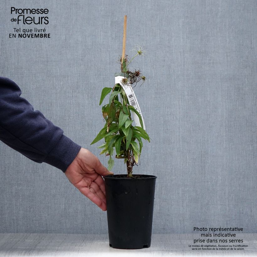 Esemplare di Clematis integrifolia Hakuree - Clematide Vaso da 2L/3L come consegnato in autunno