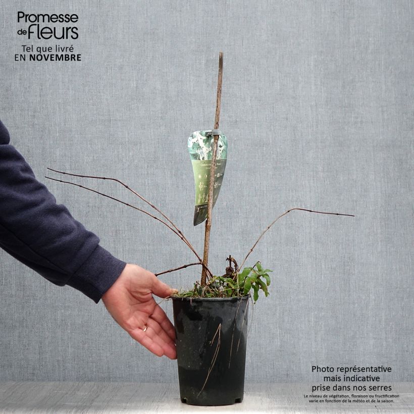 Esemplare di Clematis integrifolia Rosea - Clematide Vaso da 2L/3L come consegnato in autunno