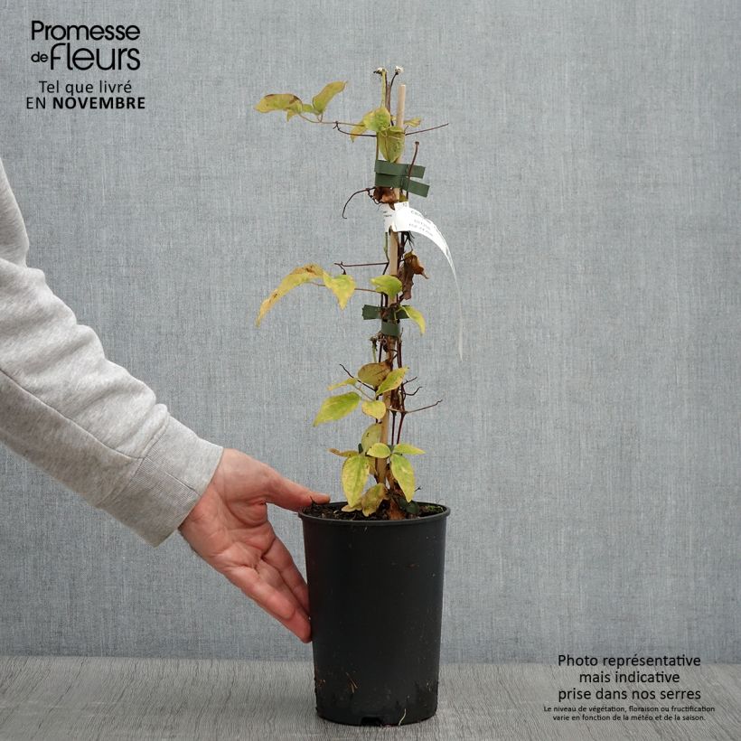 Esemplare di Clematis Ivan Olsson - Clematide Vaso da 2L/3L come consegnato in autunno