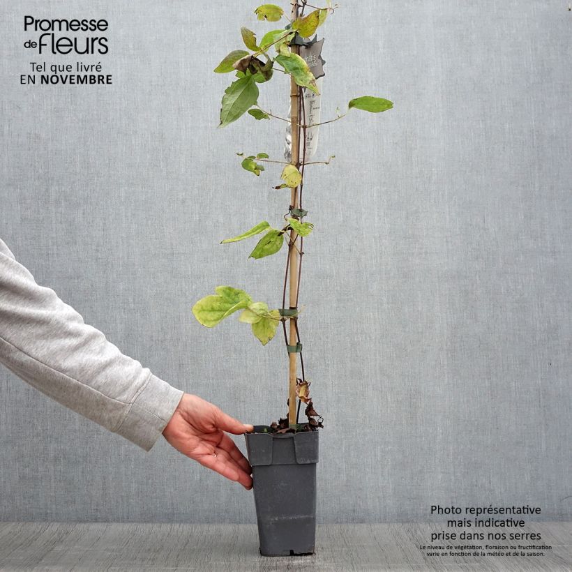 Esemplare di Clematis jackmanii Alba - Clematide Vaso da 2L/3L come consegnato in autunno