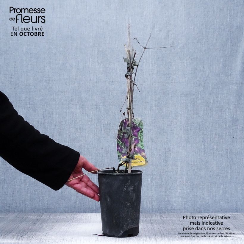 Esemplare di Clematis jackmanii Purpurea - Clematide Vaso da 2L/3L come consegnato in autunno