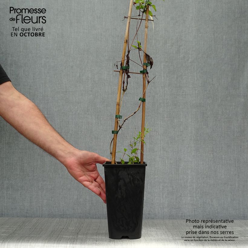 Esemplare di Clematis jackmanii Superba - Clematide Vaso da 2L/3L come consegnato in autunno