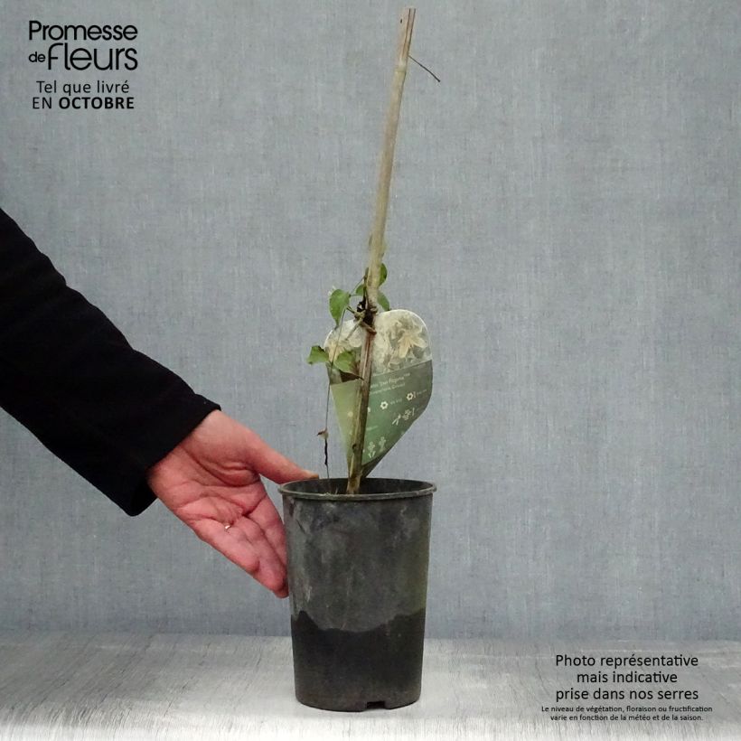 Esemplare di Clematis Jan Fopma - Clematide Vaso da 2L/3L come consegnato in autunno