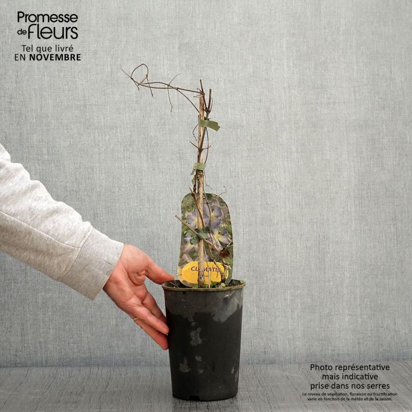 Esemplare di Clematis jackmanii Jenny - Clematide Vaso da 2L/3L come consegnato in autunno