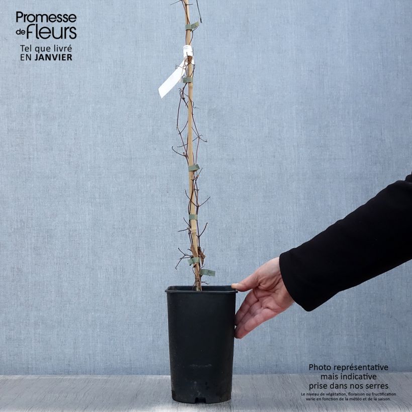 Clematis Joséphine - Clematide Vaso da 2L/3L esemplare consegnato in inverno