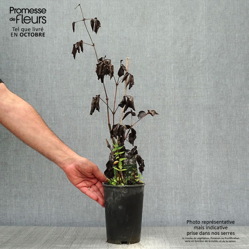 Esemplare di Clematis jouiniana Robert Brydon - Clematide Vaso da 2L/3L come consegnato in autunno