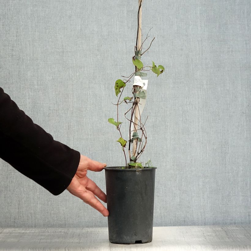Esemplare di Clematis Julka - Clematide Vaso da 1,5L/2L come consegnato in autunno