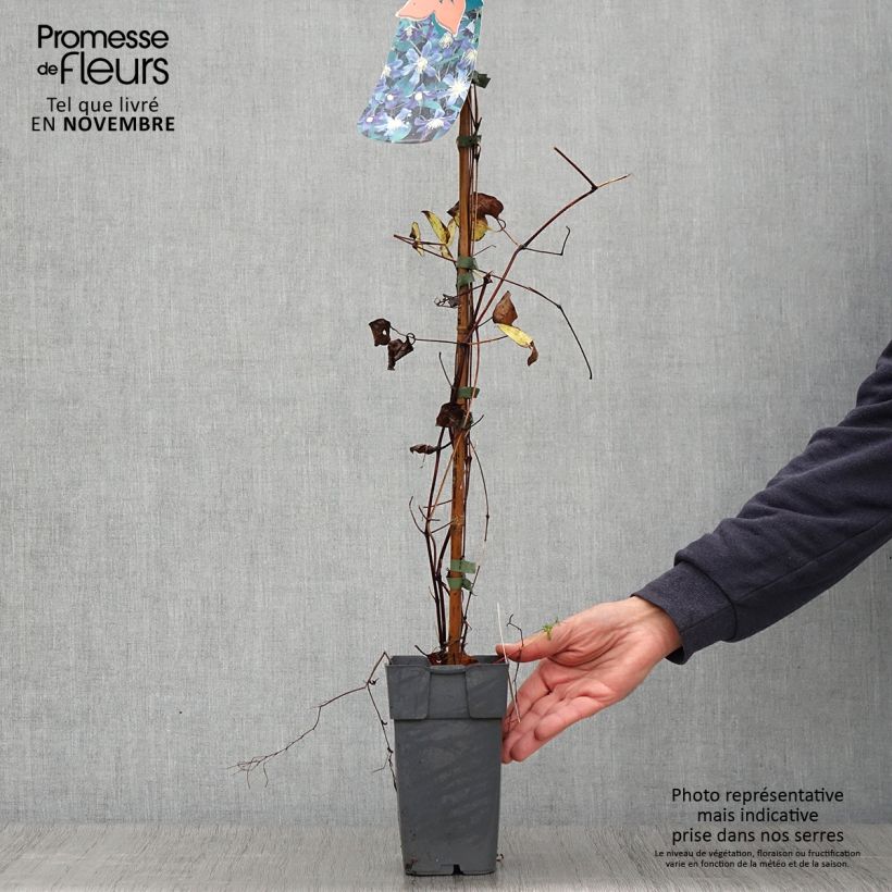 Esemplare di Clematis Juuli - Clematide Vaso da 2L/3L come consegnato in autunno
