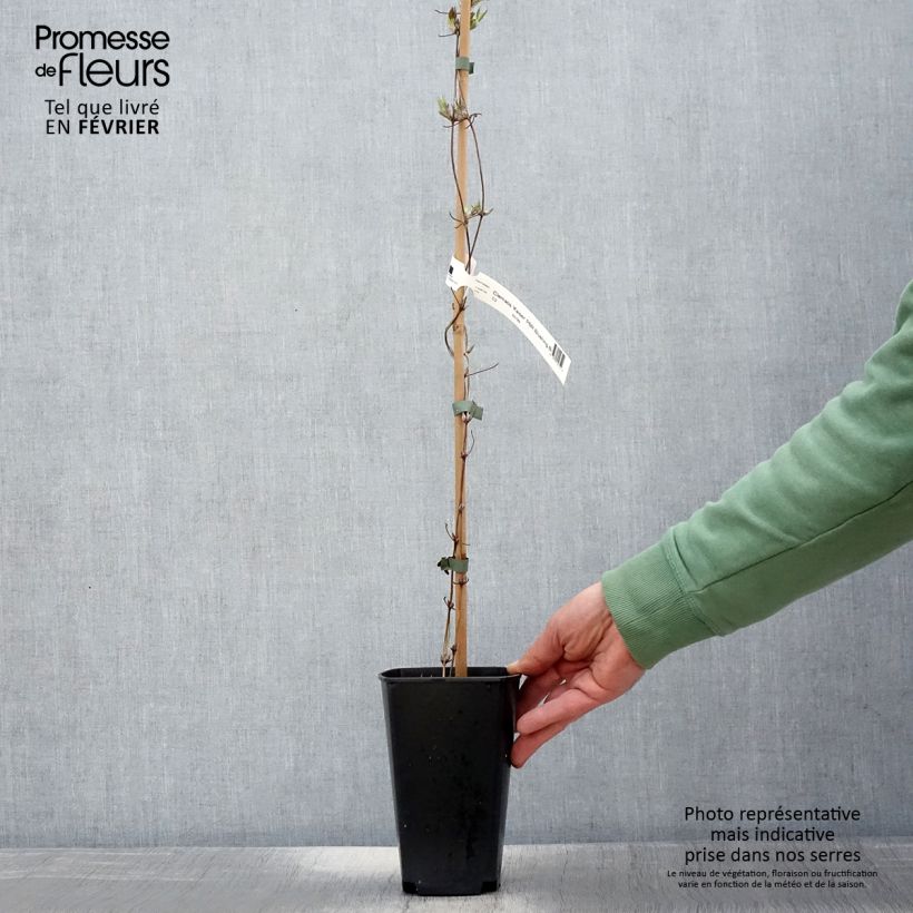 Clematis Kaiser - Clematide Vaso da 2L/3L esemplare consegnato in inverno