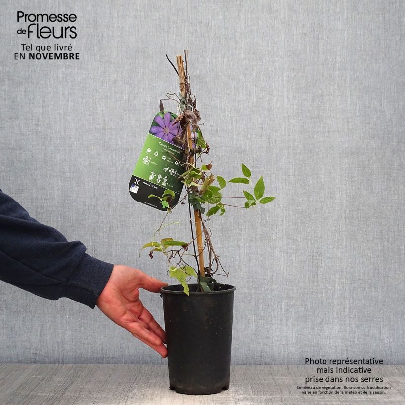 Esemplare di Clematis Lawsoniana - Clematide Vaso da 1,5L/2L come consegnato in autunno