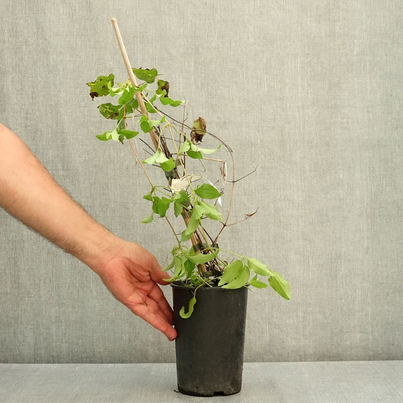 Esemplare di Clématite - Clematis Madame Blanc Pot de 2L/3L consegnato in estate