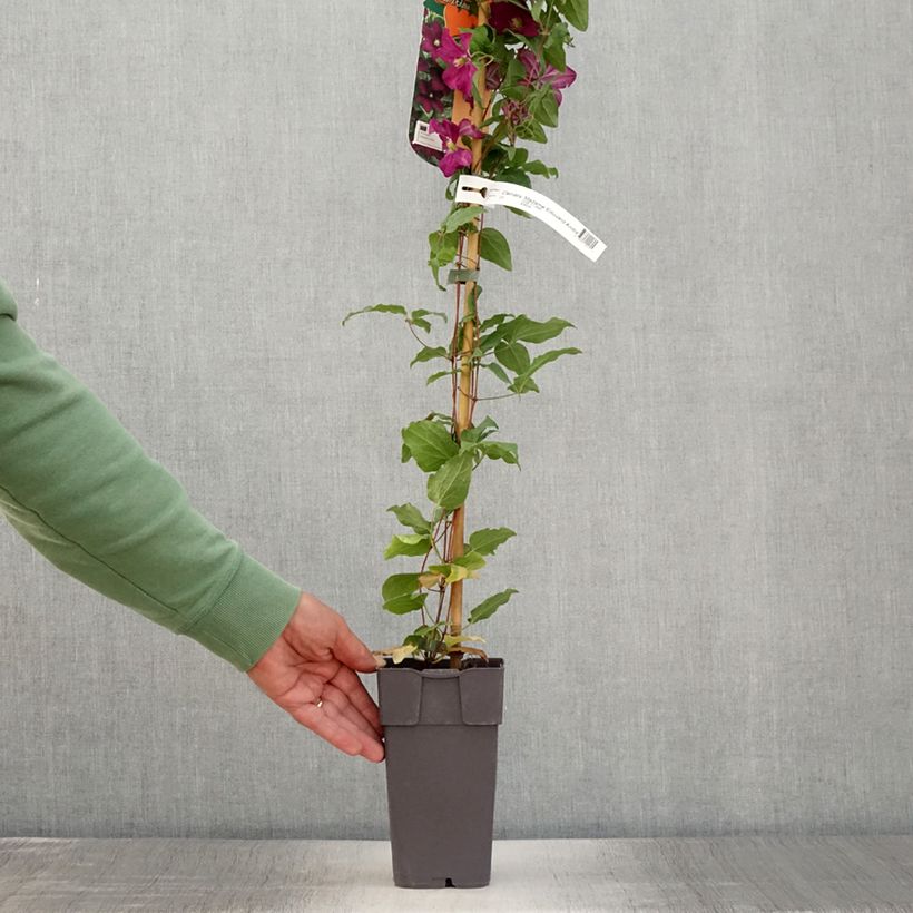 Esemplare di Clematis jackmanii Madame Edouard André - Clematide Vaso da 2L/3L consegnato in estate