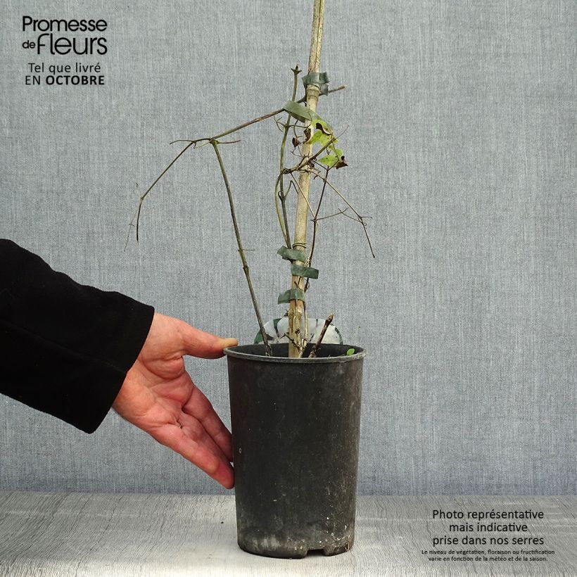 Esemplare di Clematis Margaret Hunt - Clematide Vaso da 1,5L/2L come consegnato in autunno