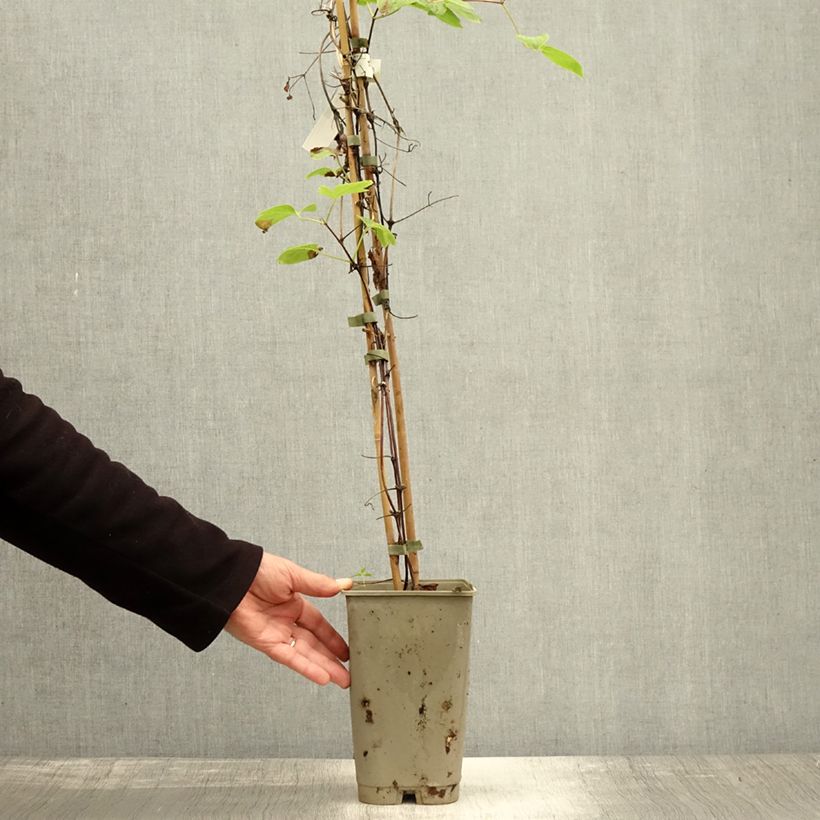 Esemplare di Clematis Maria Skłodowska Curie - Clematide Vaso da 2L/3L come consegnato in autunno