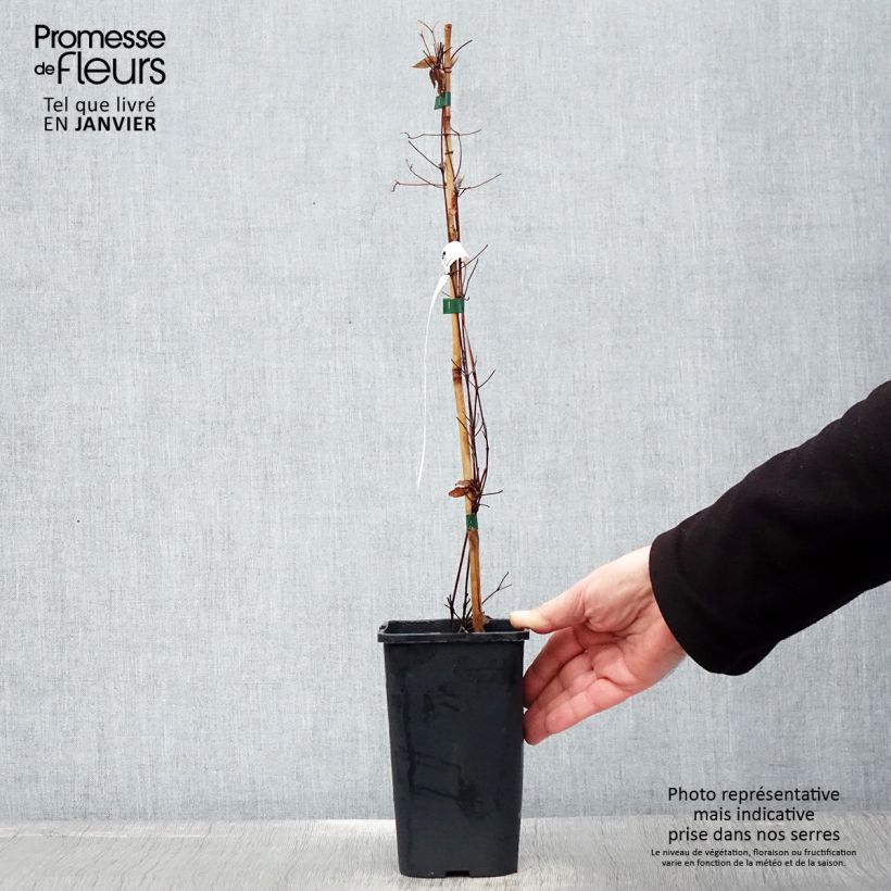 Clematis Marmori - Clematide Vaso da 1,5L/2L esemplare consegnato in inverno