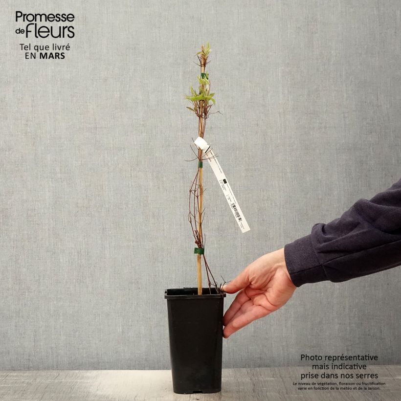 Clematis Marmori - Clematide Vaso da 1,5L/2L esemplare consegnato in primavera