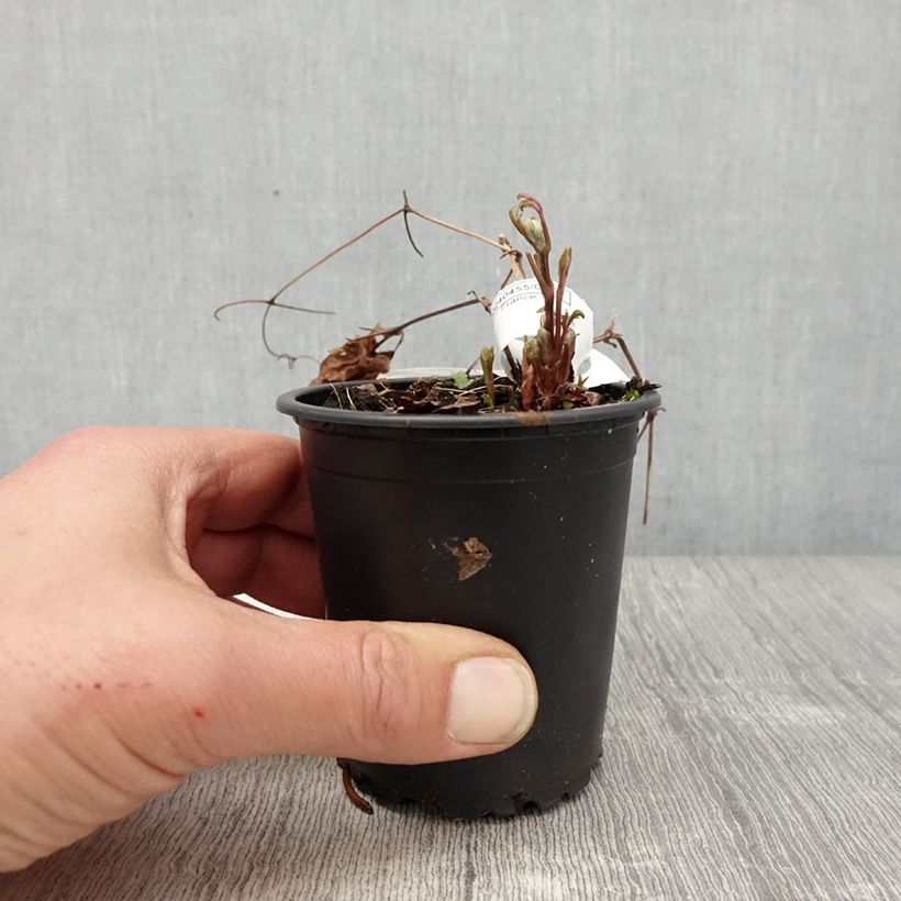 Clematis Miss Bateman - Clematide Vasetto da 8/9 cm esemplare consegnato in primavera